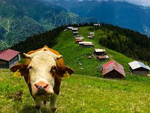POKUT SAL YAYLASI TURU